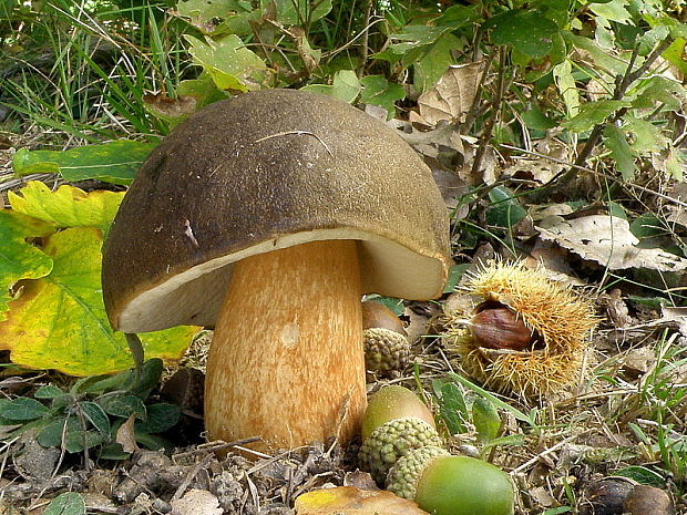 hríb bronzový Boletus aereus Bull. ex Fr.