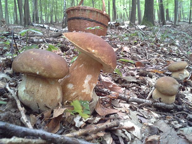 hríb dubový Boletus reticulatus Schaeff.