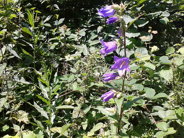 zvonček pŕhľavolistý Campanula trachelium L.