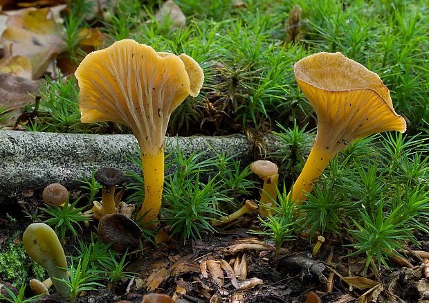 kuriatko žltohnedé a spol. Cantharellus lutescens Fr.