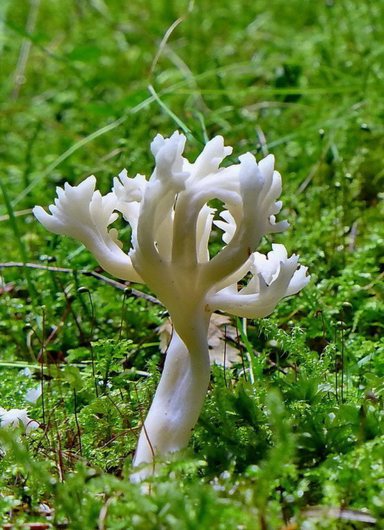 konárovka Clavulina sp.