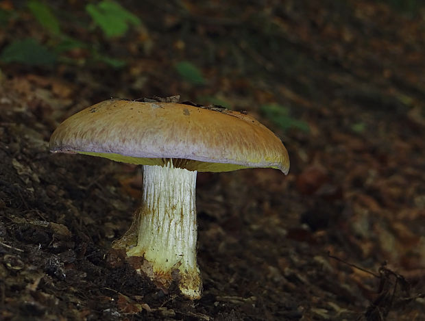 pavučinovec žltolupeňový Cortinarius xanthophyllus (Cooke) Rob. Henry