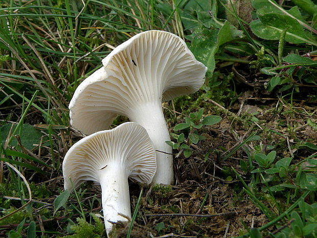 lúčnica snehobiela Cuphophyllus virgineus (Wulfen) Kovalenko