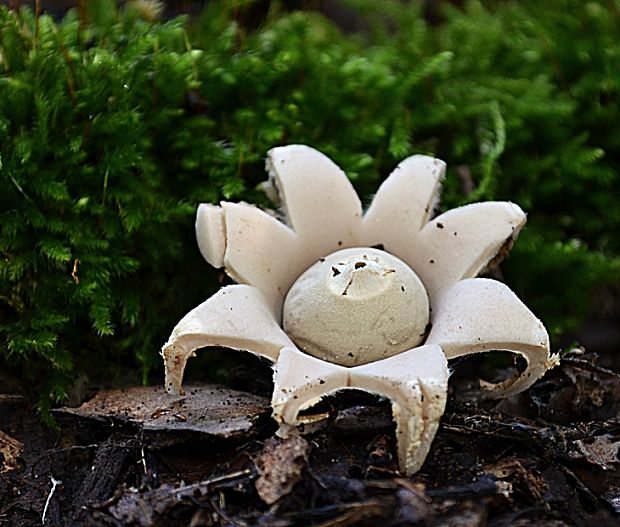 hviezdovka fľaškovitá Geastrum lageniforme Vittad.