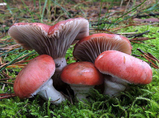 sliziak ružový Gomphidius roseus (Fr.) Oudem.