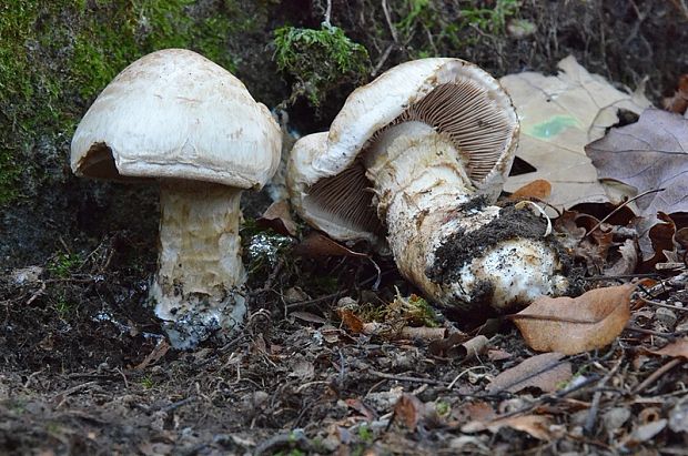 slzivka koreňujúca Hebeloma radicosum (Bull.) Ricken