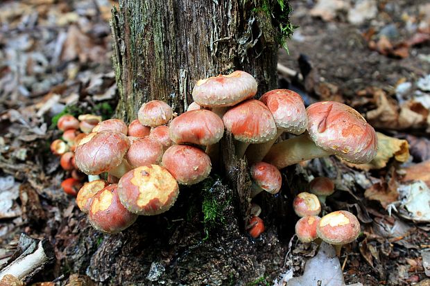 strapcovka tehlovočervená Hypholoma lateritium (Schaeff.) P. Kumm.