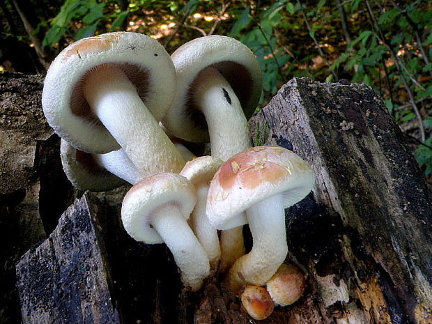 strapcovka tehlovočervená Hypholoma lateritium (Schaeff.) P. Kumm.