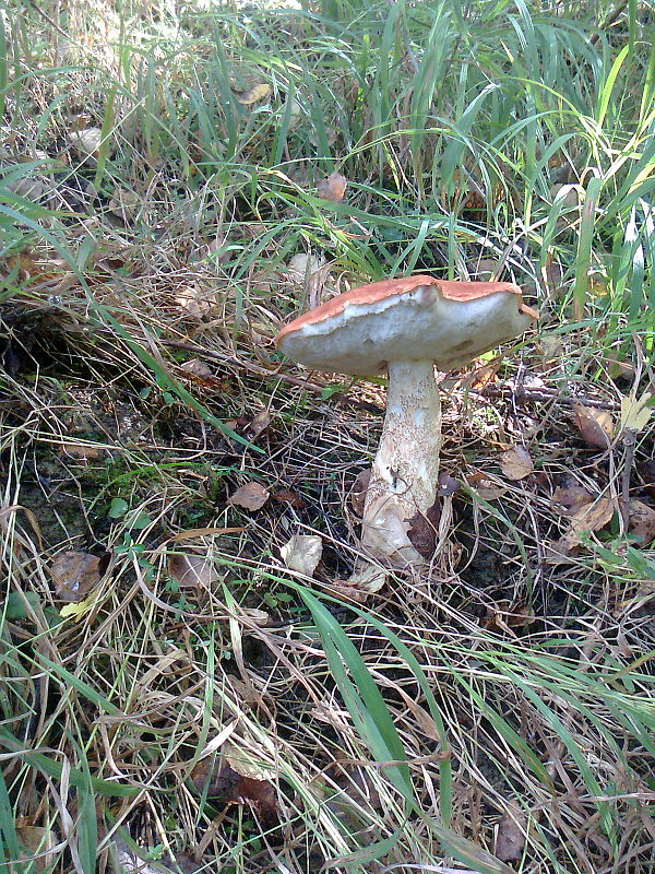 kozák dubový Leccinum aurantiacum (Bull.) Gray