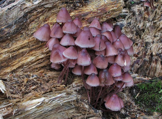 prilbička krvavomliečna Mycena haematopus (Pers.) P. Kumm.