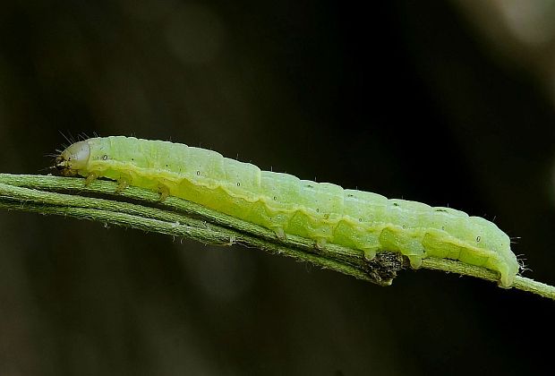 mora štiavová Noctua pronuba