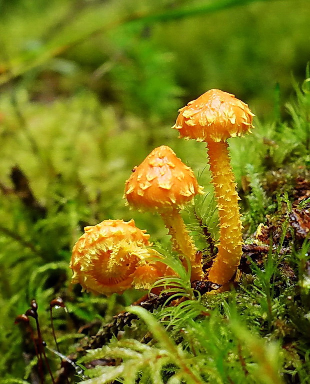 šupinovka ohnivá Pholiota flammans (Batsch) P. Kumm.