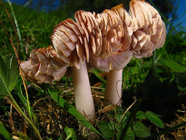 lúčnica ružovočervená Porpolomopsis calyptriformis (Berk.) Bresinsky