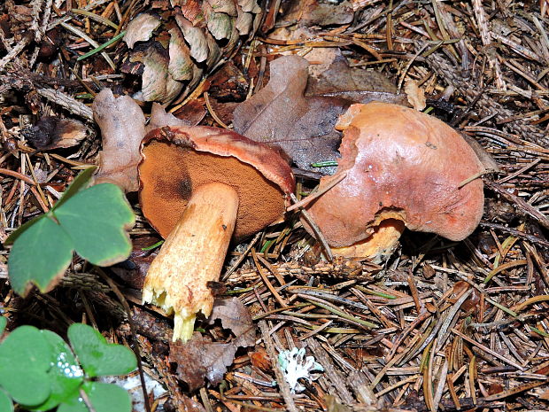 masliak strakatý Suillus variegatus (Sw.) Kuntze