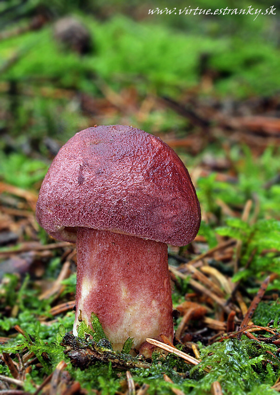 čírovec červenožltý Tricholomopsis rutilans (Schaeff.) Singer