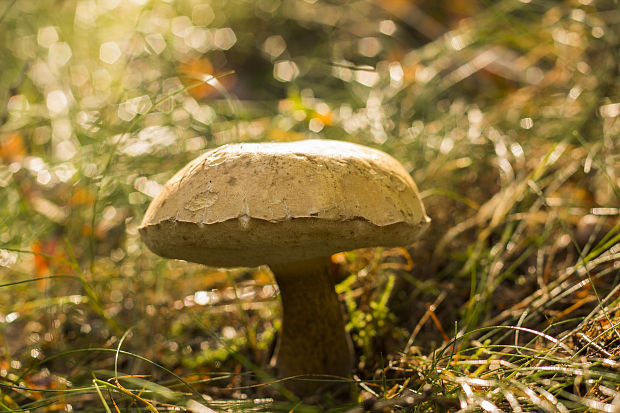 podhríb žlčový Tylopilus felleus (Bull.) P. Karst.