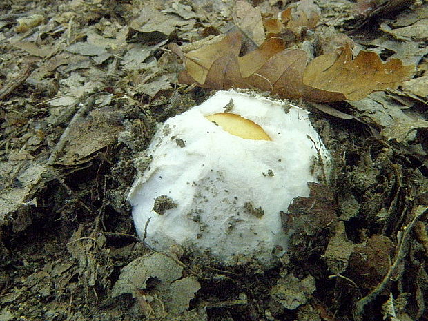 muchotrávka cisárska Amanita caesarea (Scop.) Pers.