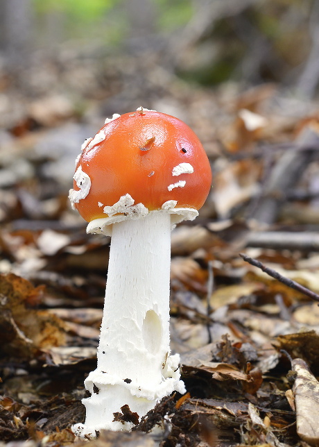 muchotrávka červená Amanita muscaria (L.) Lam.