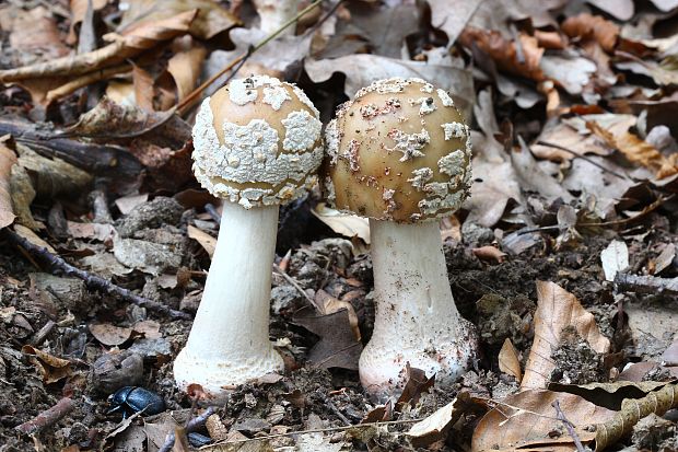 muchotrávka červenkastá Amanita rubescens Pers.