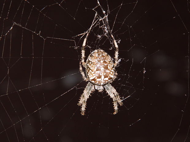 križiak obyčajný Araneus diadematus