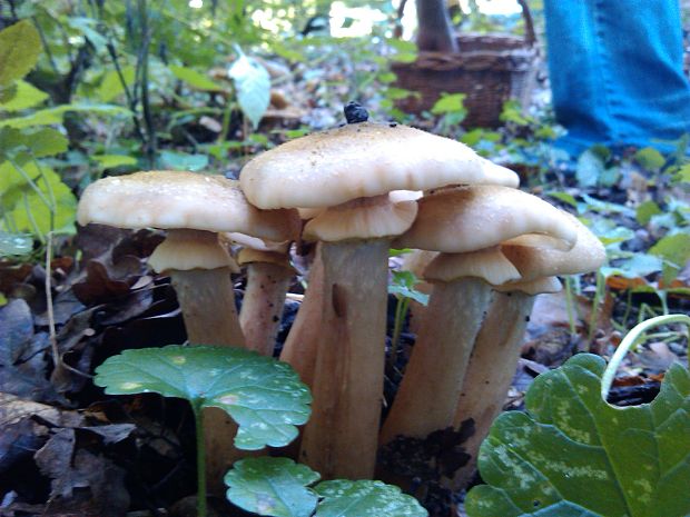 podpňovka obyčajná Armillaria mellea (Vahl) P. Kumm.