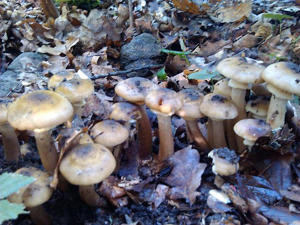 podpňovka obyčajná Armillaria mellea (Vahl) P. Kumm.