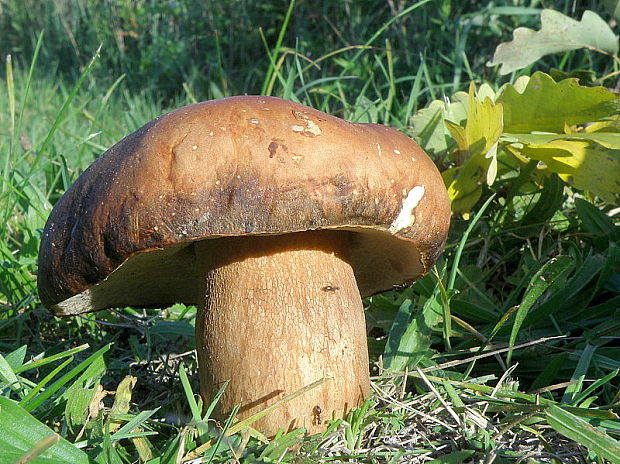 hríb bronzový Boletus aereus Bull. ex Fr.