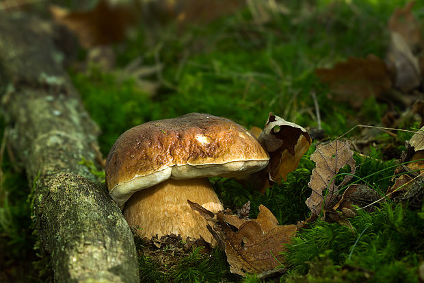 hríb smrekový Boletus edulis Bull.