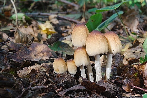 hnojník Coprinus sp.