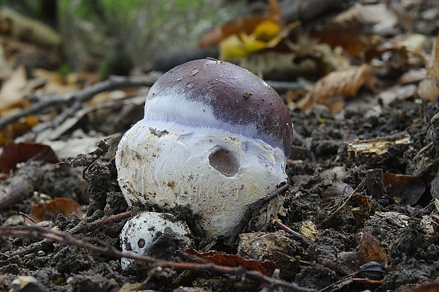 pavučinovec mohutný Cortinarius praestans (Cordier) Gillet