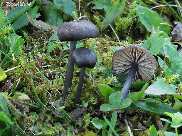 hodvábnica Entoloma sp.