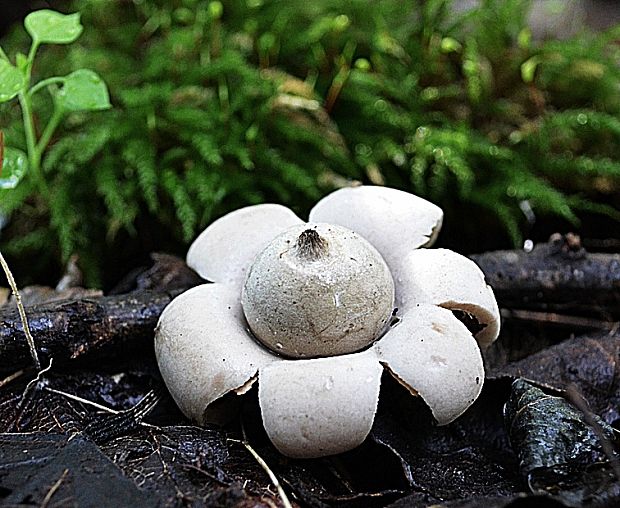 hviezdovka  Geastrum cf. saccatum