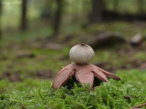 hviezdovka červenkastá Geastrum rufescens Pers.