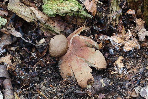 hviezdovka červenkastá Geastrum rufescens Pers.