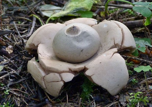 hviezdovka trojitá Geastrum triplex Jungh.