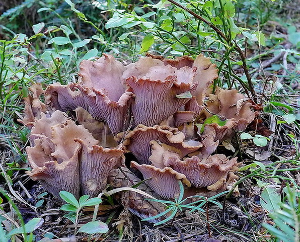 lievikovec kyjakovitý Gomphus clavatus (Pers.) Gray