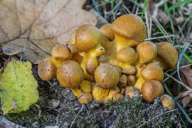 šupinovka Gymnopilus spectabilis