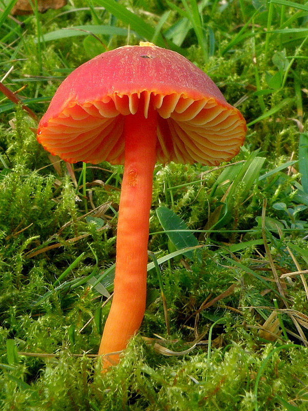 lúčnica šarlátová Hygrocybe coccinea (Schaeff.) P. Kumm.