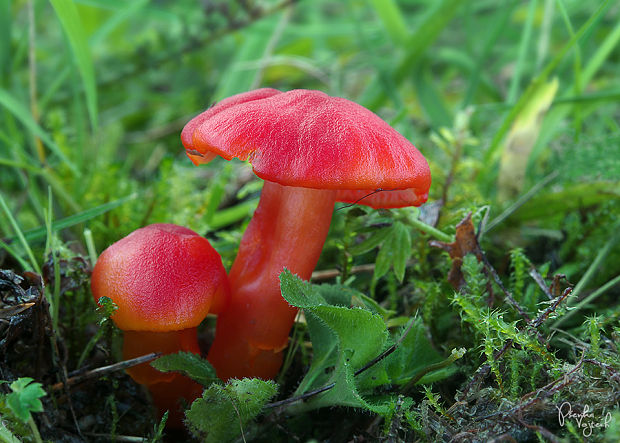 lúčnica šarlátová Hygrocybe coccinea (Schaeff.) P. Kumm.