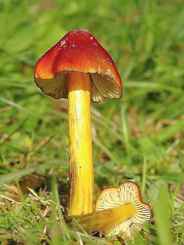 lúčnica kužeľovitá Hygrocybe conica (Schaeff.) P. Kumm.