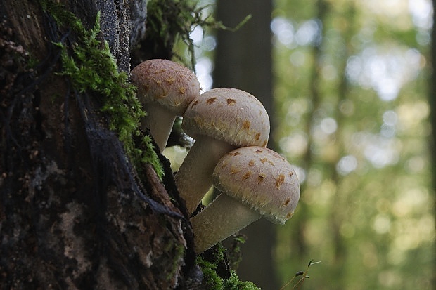 strapcovka tehlovočervená Hypholoma lateritium (Schaeff.) P. Kumm.