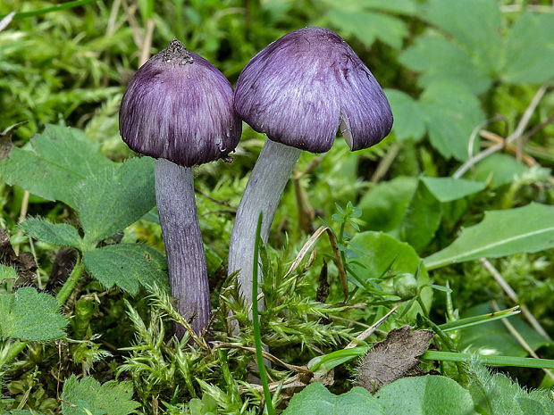 vláknica hlinovolupeňová Inocybe geophylla (Bull.) P. Kumm.