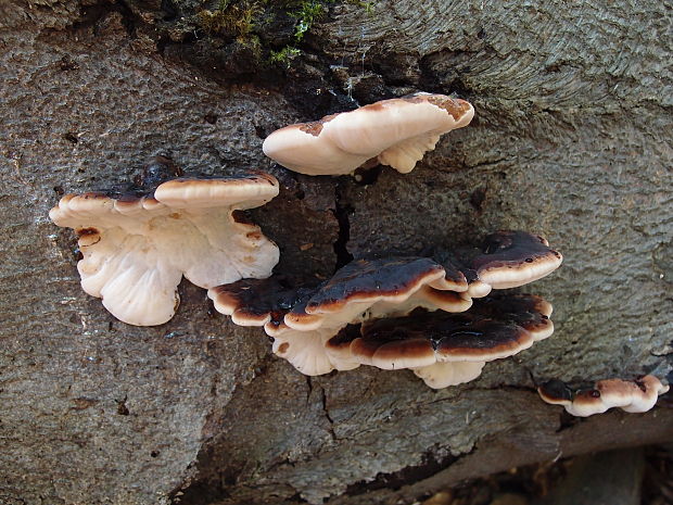 smolokôrovka buková Ischnoderma resinosum (Schrad.) P. Karst.