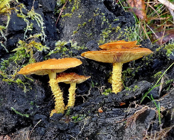 šupinovka ohnivá Pholiota flammans (Batsch) P. Kumm.