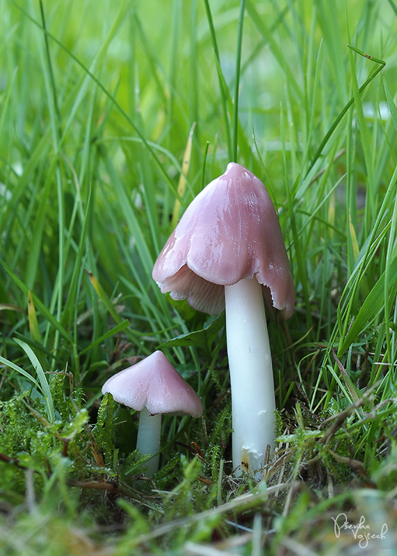 lúčnica ružovočervená Porpolomopsis calyptriformis (Berk.) Bresinsky