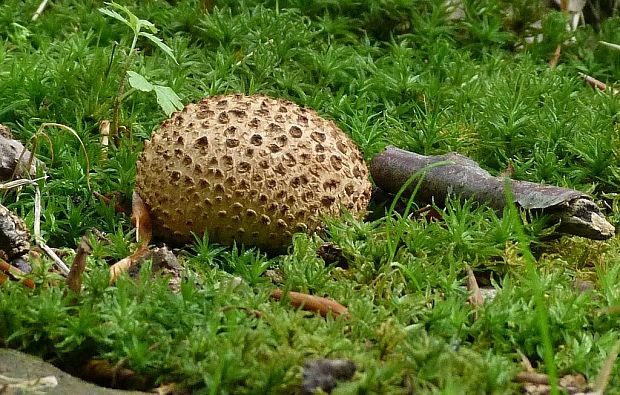 pestřec obecný Scleroderma citrinum Pers.