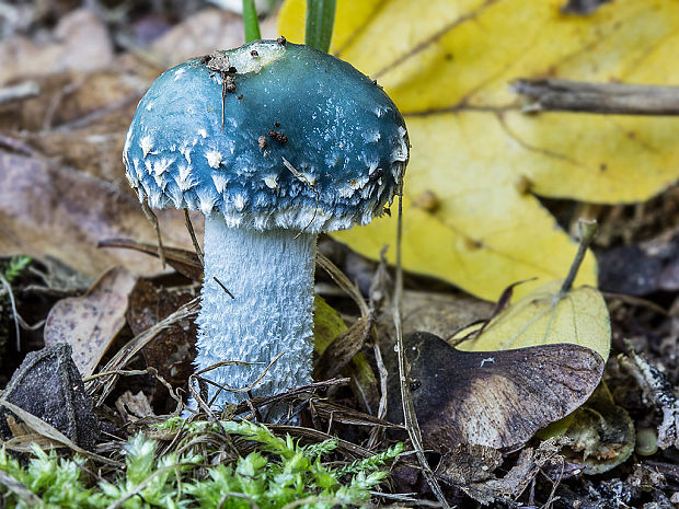 golierovka zelenomodrá Stropharia cf. caerulea Kreisel