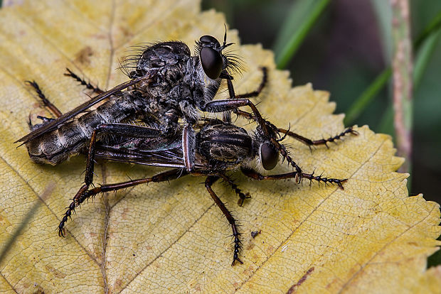 muchárka Tolmerus cingulatus  (Dipt., Asilidae).