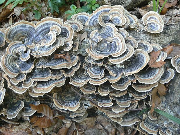 trúdnikovec pestrý Trametes versicolor (L.) Lloyd