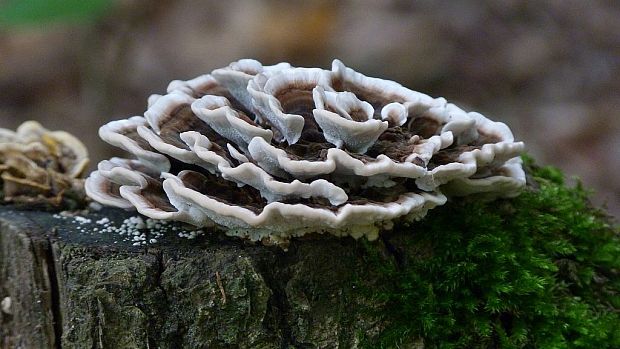 trúdnikovec pestrý Trametes versicolor (L.) Lloyd